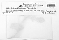 Coleroa chaetomium image